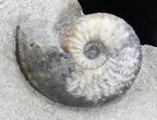 Double Amaltheus Ammonite Specimen - Dorset, England #30783-1